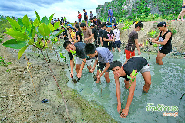 ปลูกต้นโกงกางที่ป่าชายเลน ในอุทยานแห่งชาติเขาสามร้อยยอด