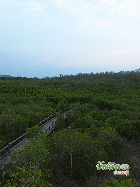 ชมวิววนอุทยานปราณบุรี ที่เที่ยวปราณบุรี